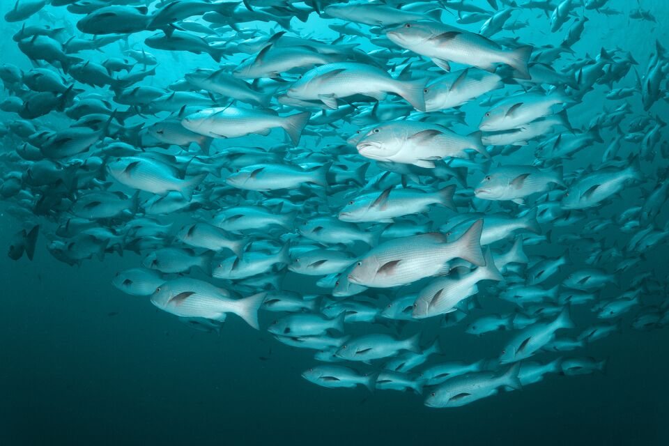 Seafood-Hub-Hero