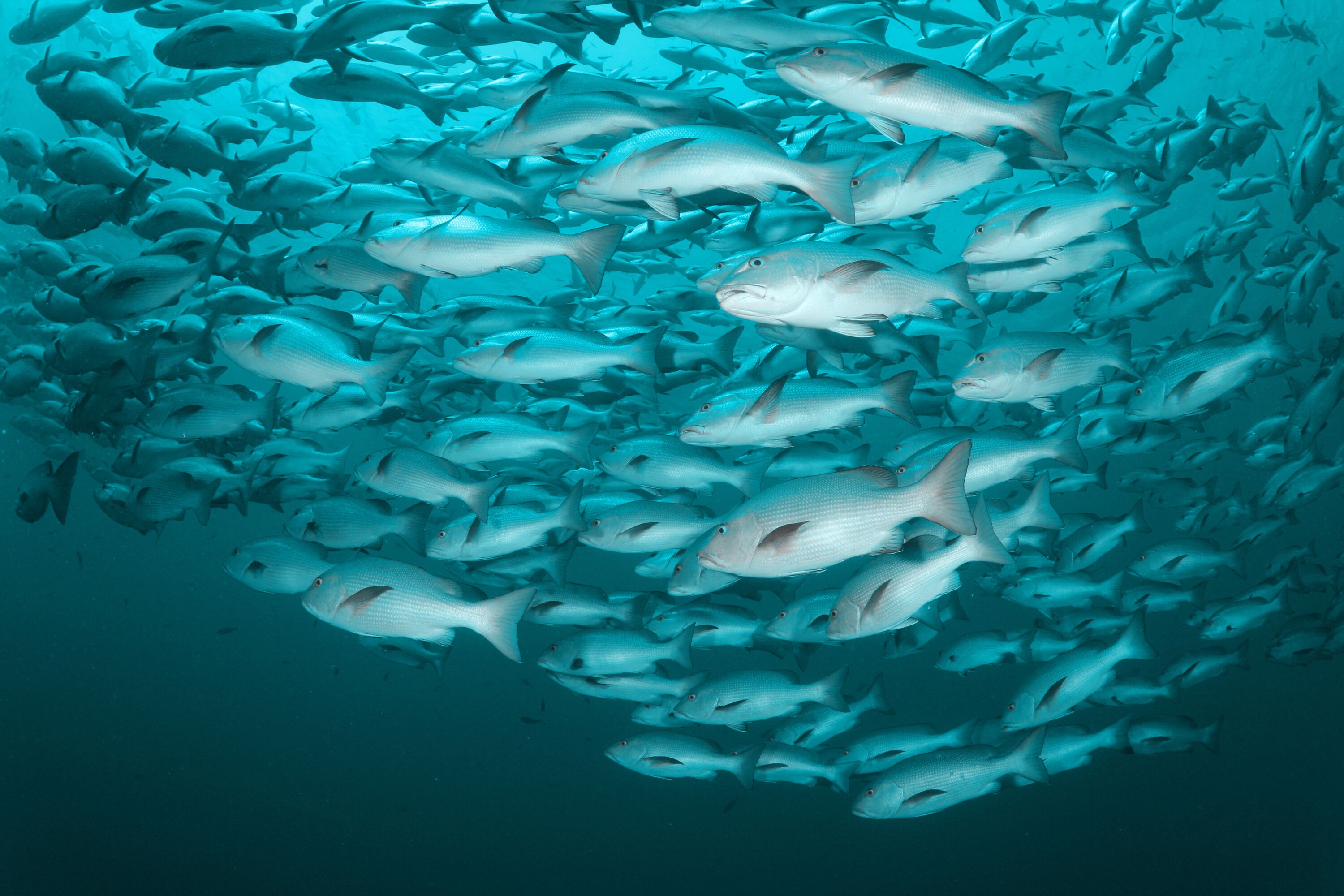 Seafood-Hub-Hero