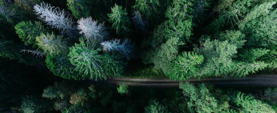Trees