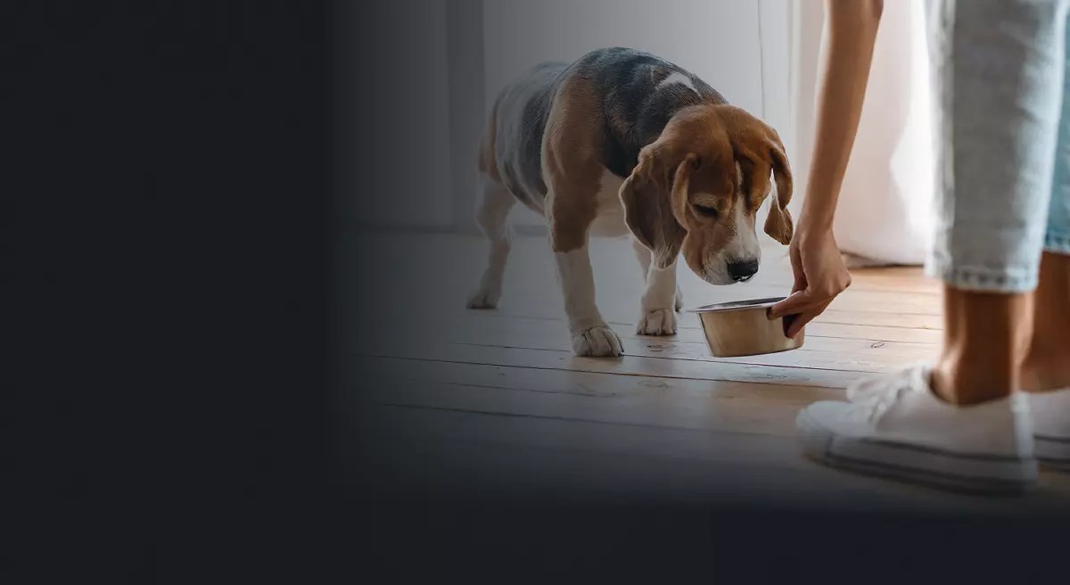 Pet-see-container-Hero-2-1