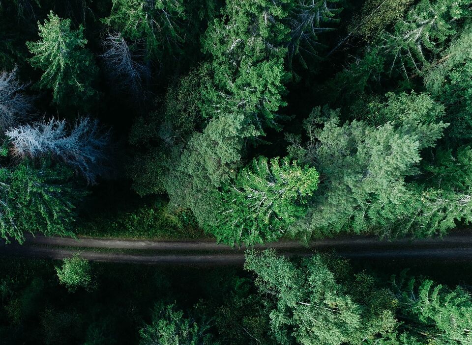 Trees