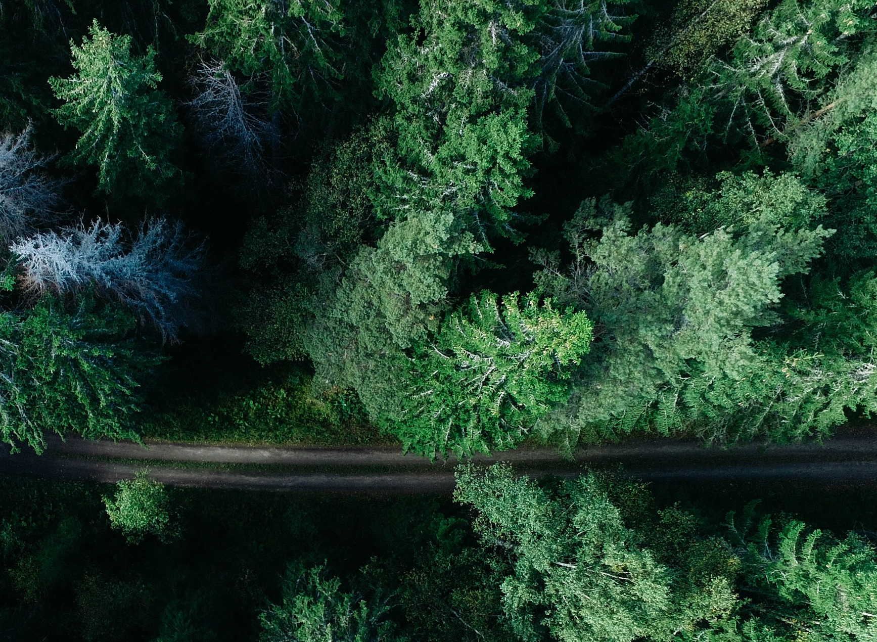 Trees