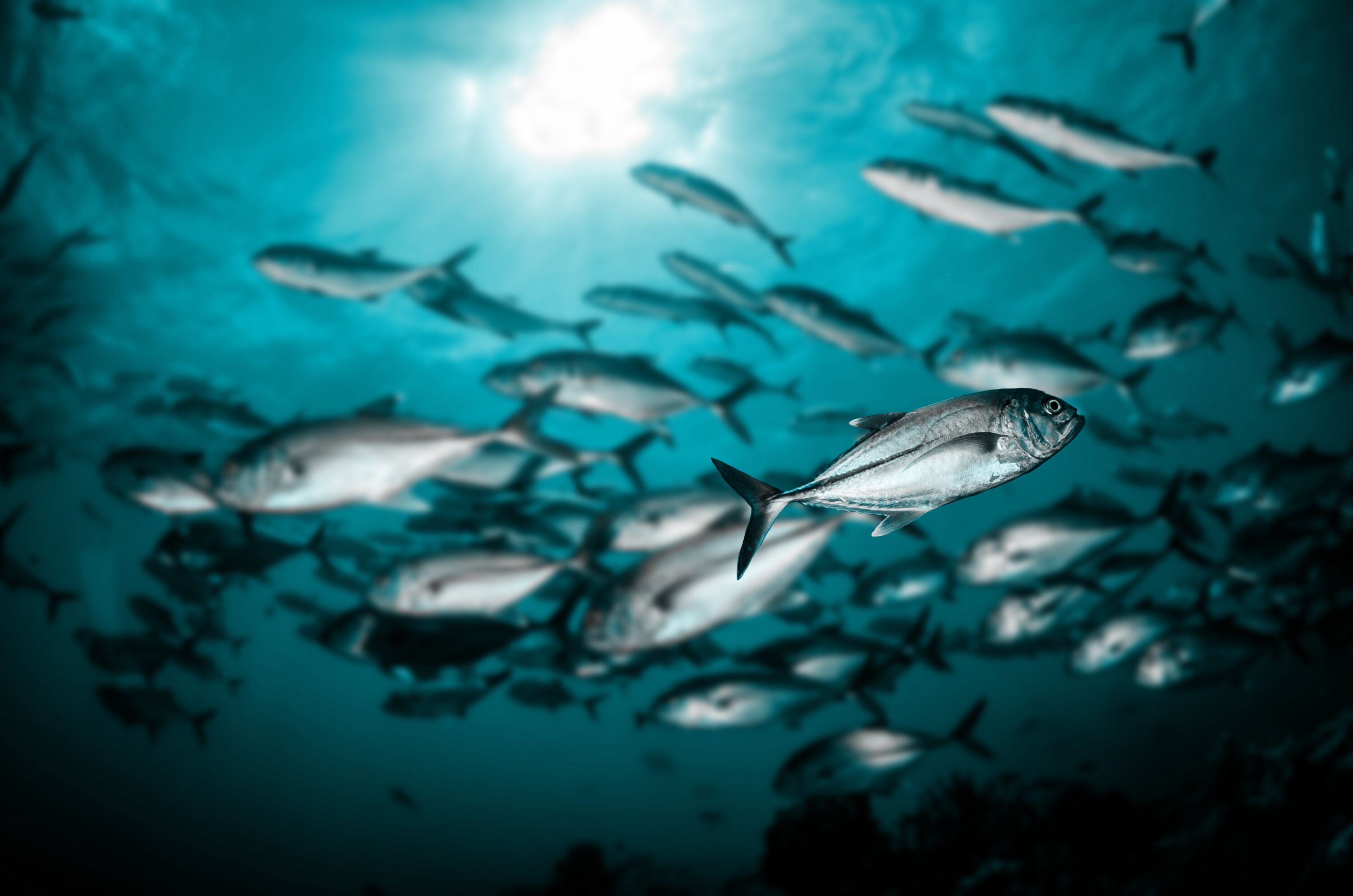 Seafood-Differintiation