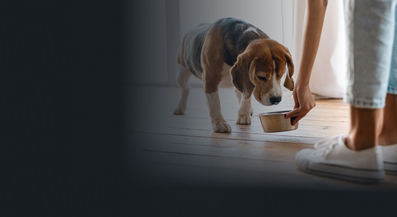 Pet-see-container-Hero-2